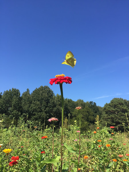 Crabtree Farms of Chattanooga photo 2