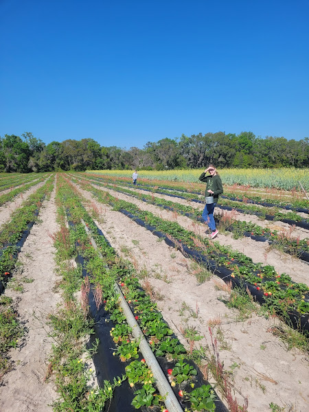 C & J's Blueberry Vineyard and Suwannee River Valley Winery, llc