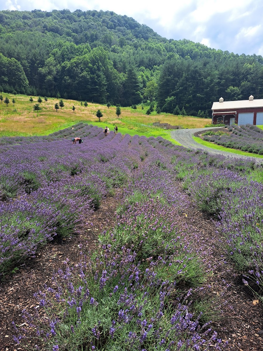 Rose Mountain Farm photo 2