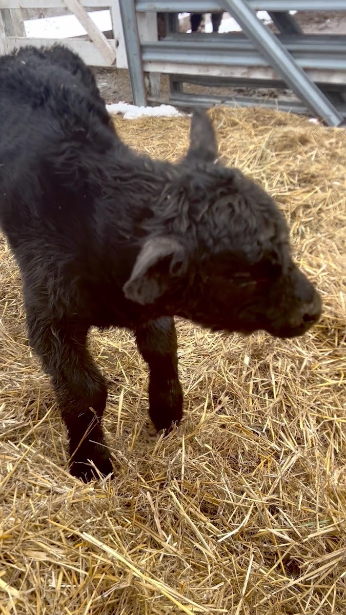 Angus Cattle Co LLC photo 3