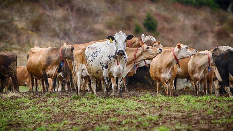 The Lands at Hillside Farms photo 2