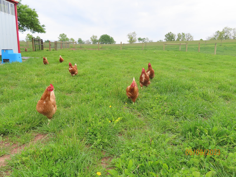 Farm Fresh Eggs/ Free Range