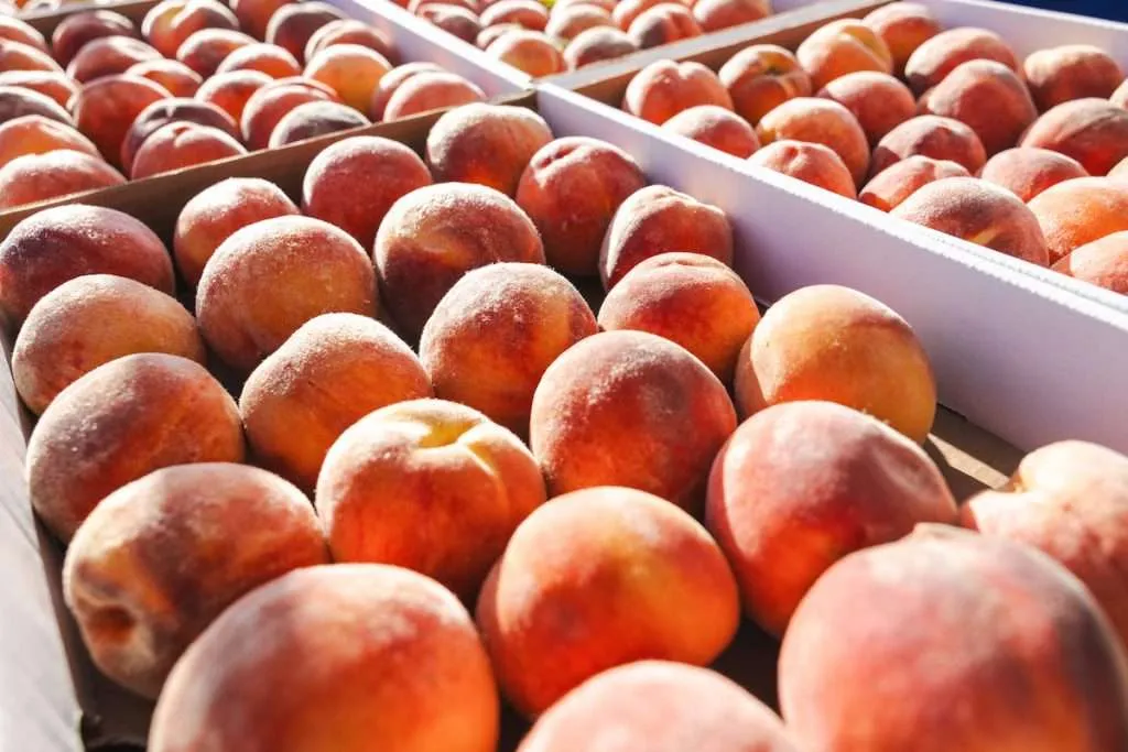 Boulder Farmers and Artisan's Market