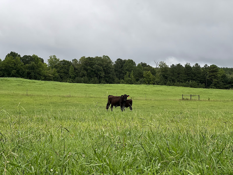 River Mountain Ranch photo 2