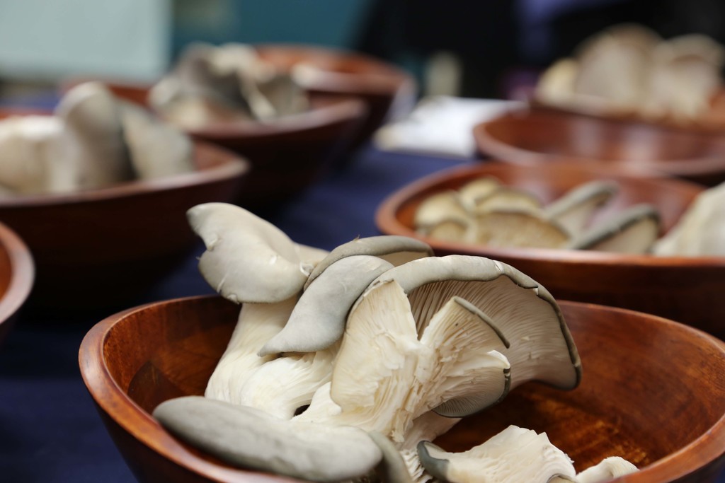 Probasco Mushrooms
