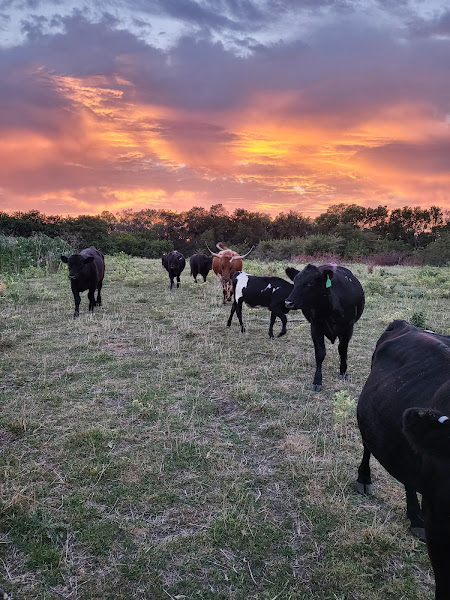 M J Ranch photo 6