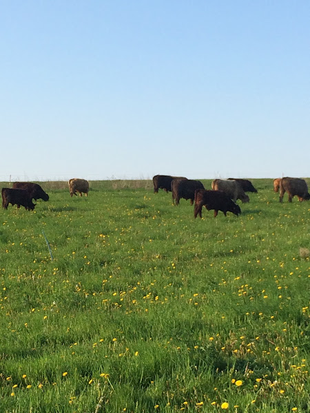 Livengood Family Beef