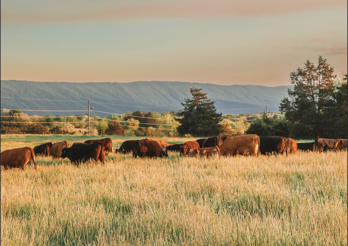 Beatrix Farm photo 2