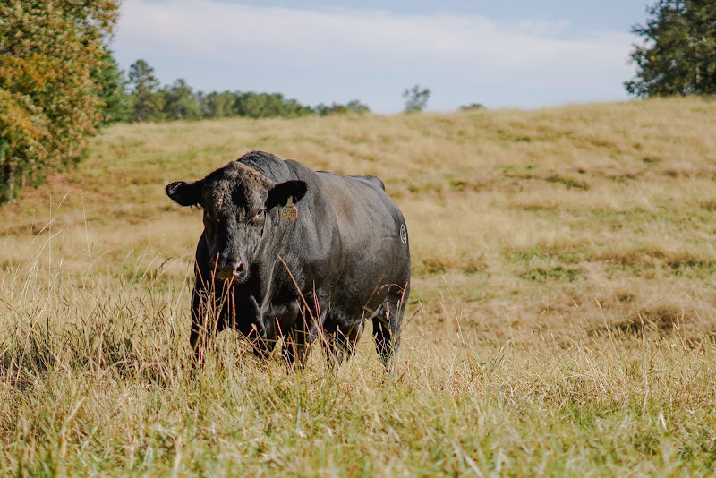Lily Hill Cattle photo 3