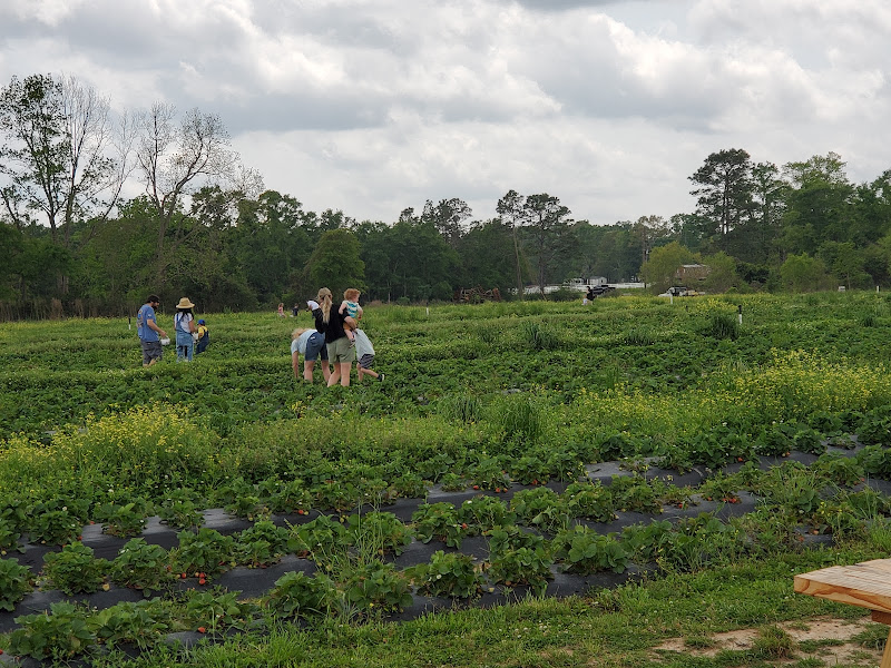 Shockley Springs Blueberry Farm