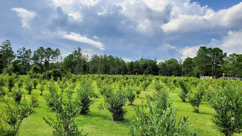 Shockley Springs Blueberry Farm photo 2