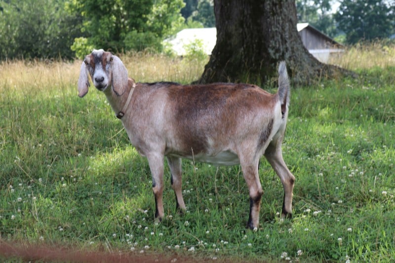 Integrity Nubians photo 4