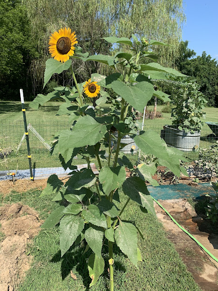 Windy Bluff Farm photo 2