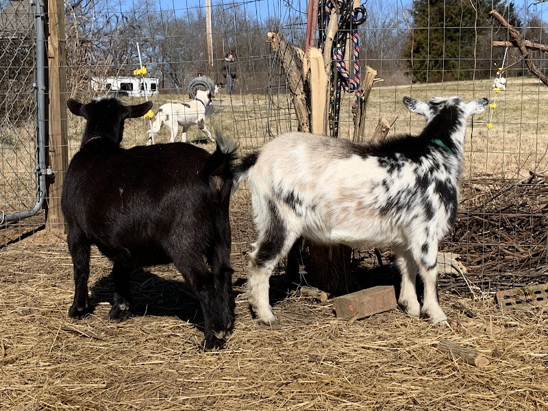 Windy Bluff Farm photo 3
