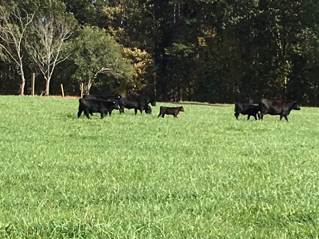 Miky-Leto Cattle Farm