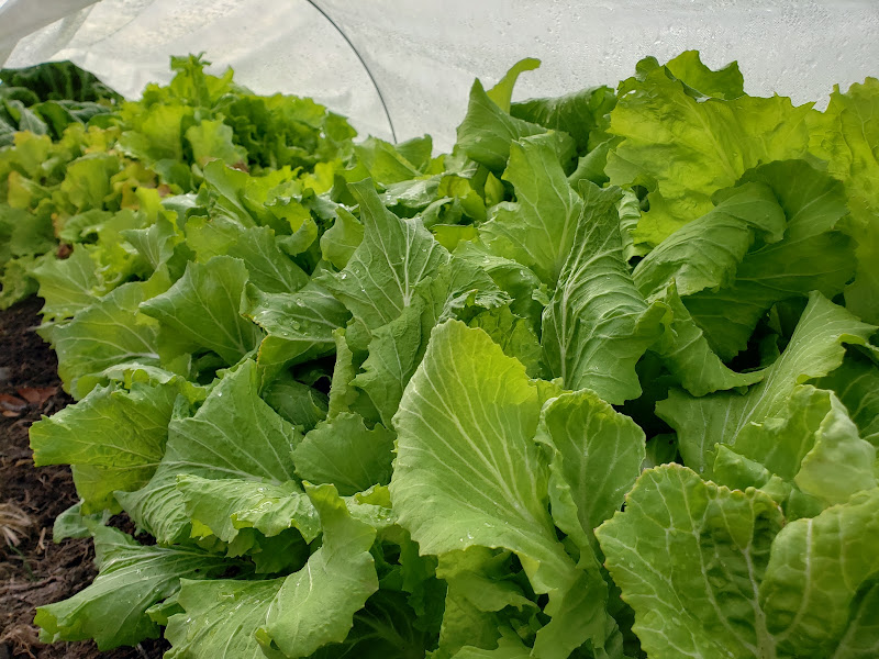 Brightwood Farm, LLC