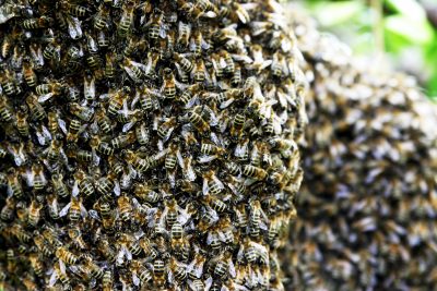 Big Dipper Bee Company