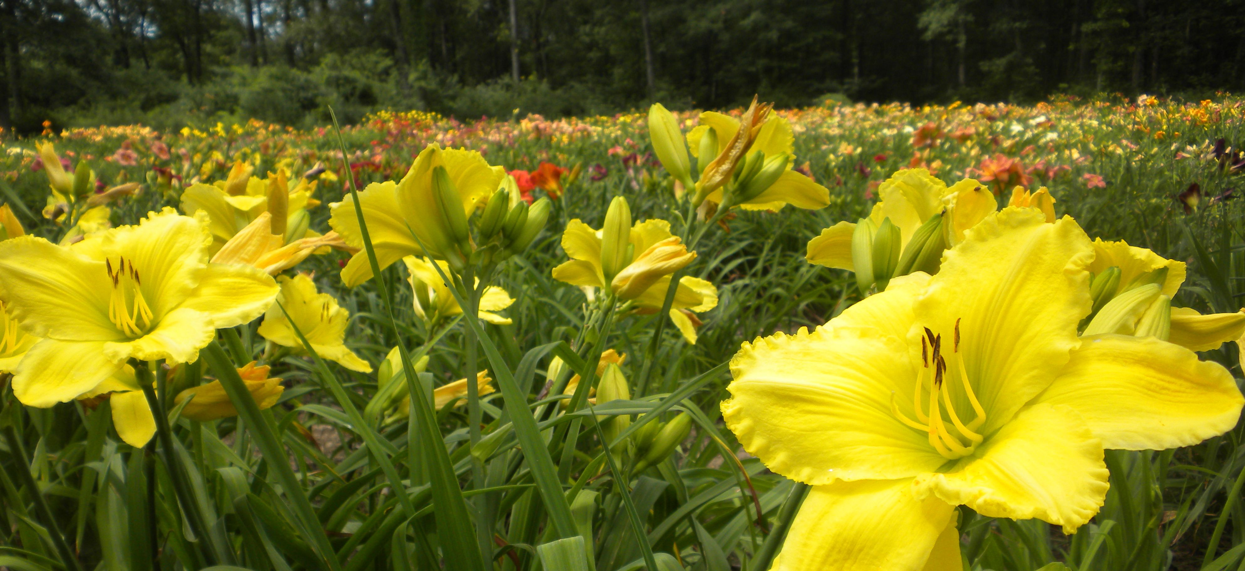 Homestead Hill Farm & Nursery