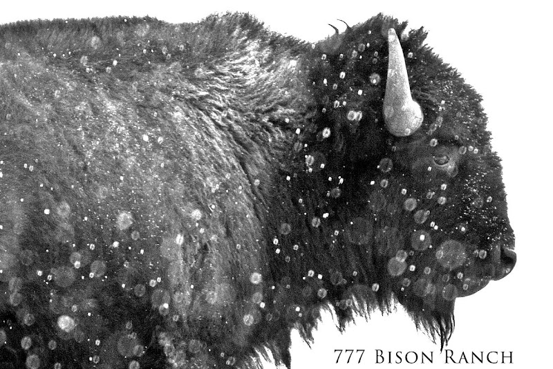 777 Bison