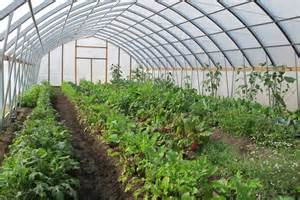 Amen Ankh Urban Farm photo 16