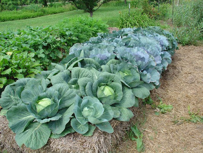 Amen Ankh Urban Farm photo 22