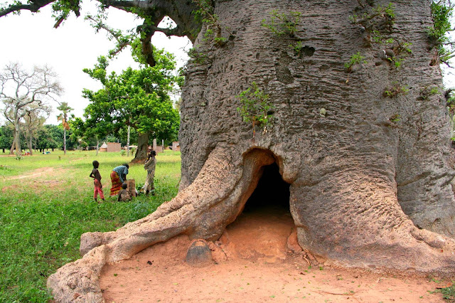Amen Ankh Urban Farm photo 8