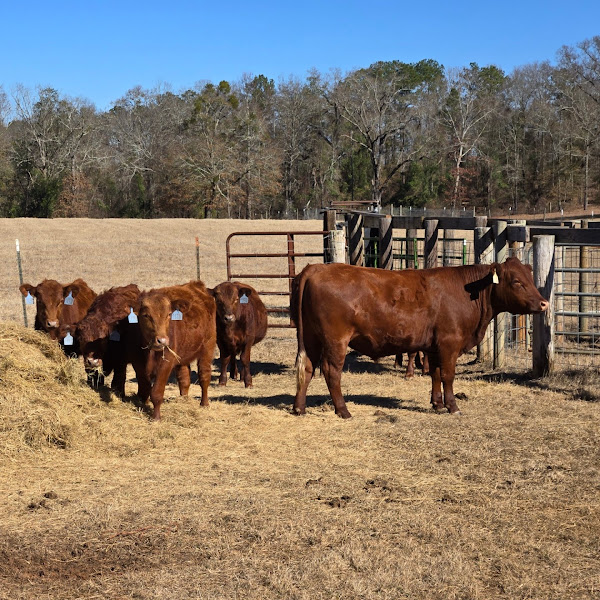 Windy Hill Family Farms photo 5