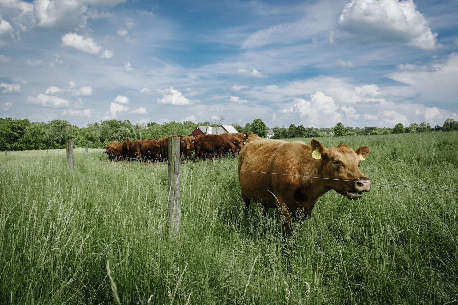 Allegheny Grass Fed Cooperative photo 29