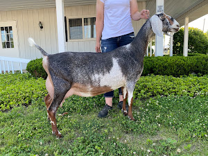 Goatilicious LLC