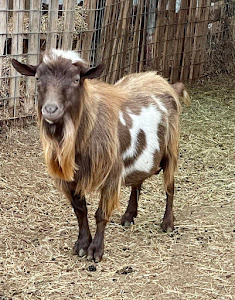 Goatilicious LLC photo 13