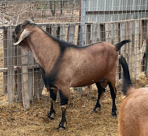 Goatilicious LLC photo 14