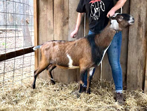 Goatilicious LLC photo 15