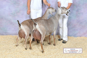 Goatilicious LLC photo 16