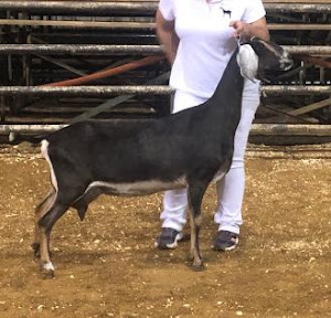 Goatilicious LLC photo 18