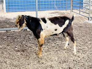 Goatilicious LLC photo 19