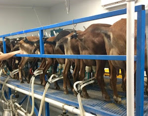 Goatilicious LLC photo 4