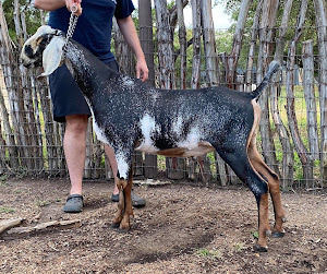 Goatilicious LLC photo 9