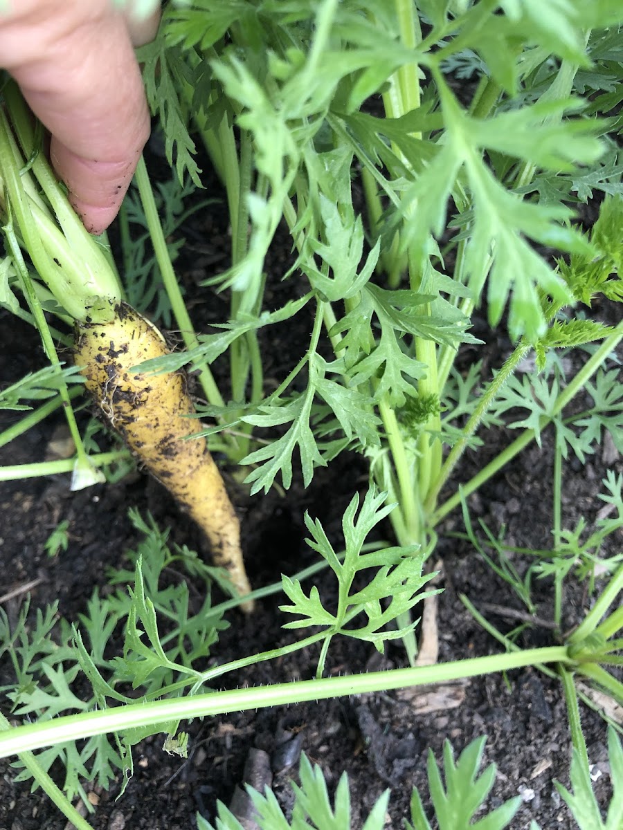 Five Elements Farm photo 2