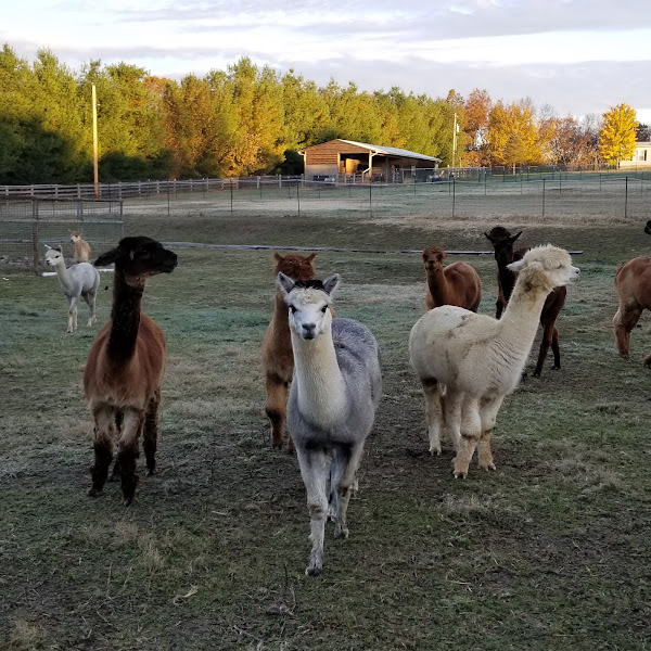 Northern Prairie Alpacas, LLC photo 3