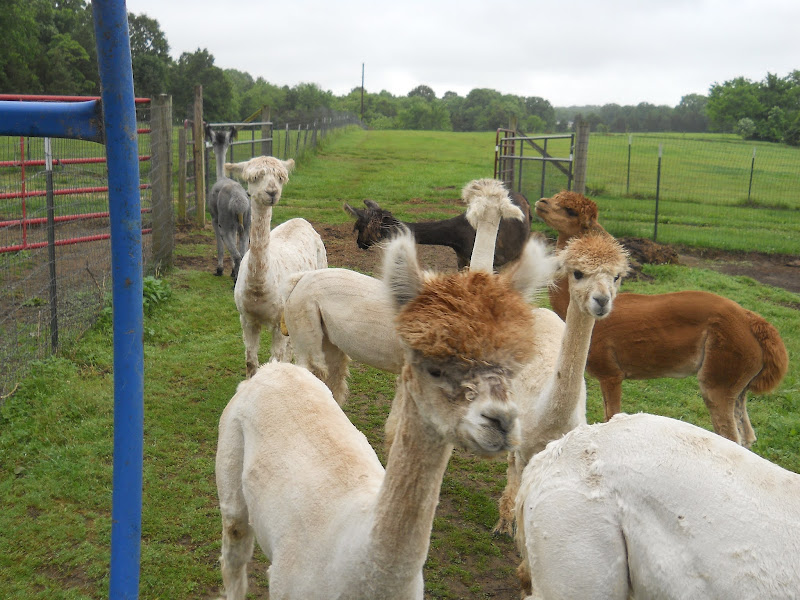 Northern Prairie Alpacas, LLC photo 4