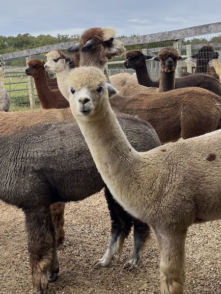 Northern Prairie Alpacas, LLC