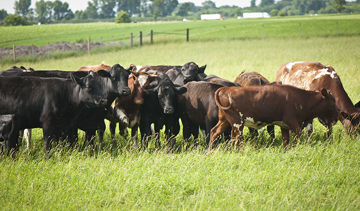 Hasselmann Family Farms