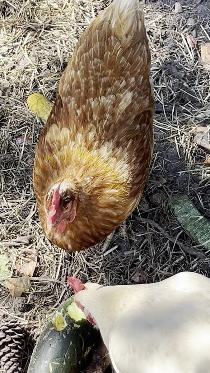Creekside Farm photo 3