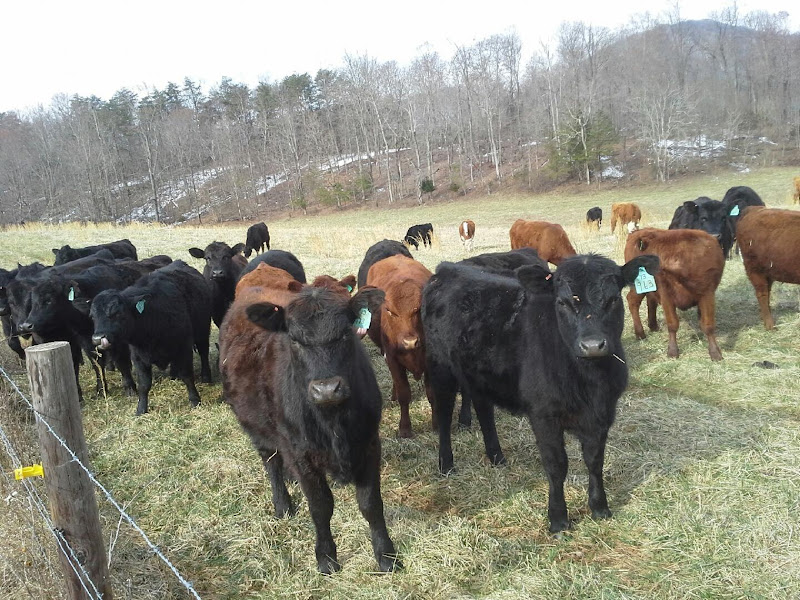 Truman Hill Farm photo 2