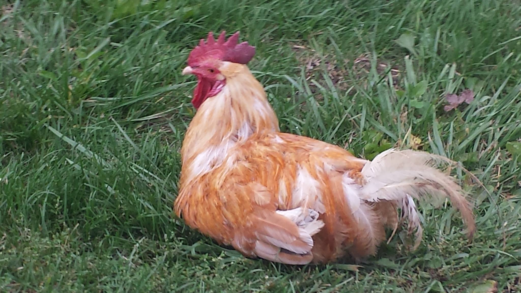 Dearing Country Farms