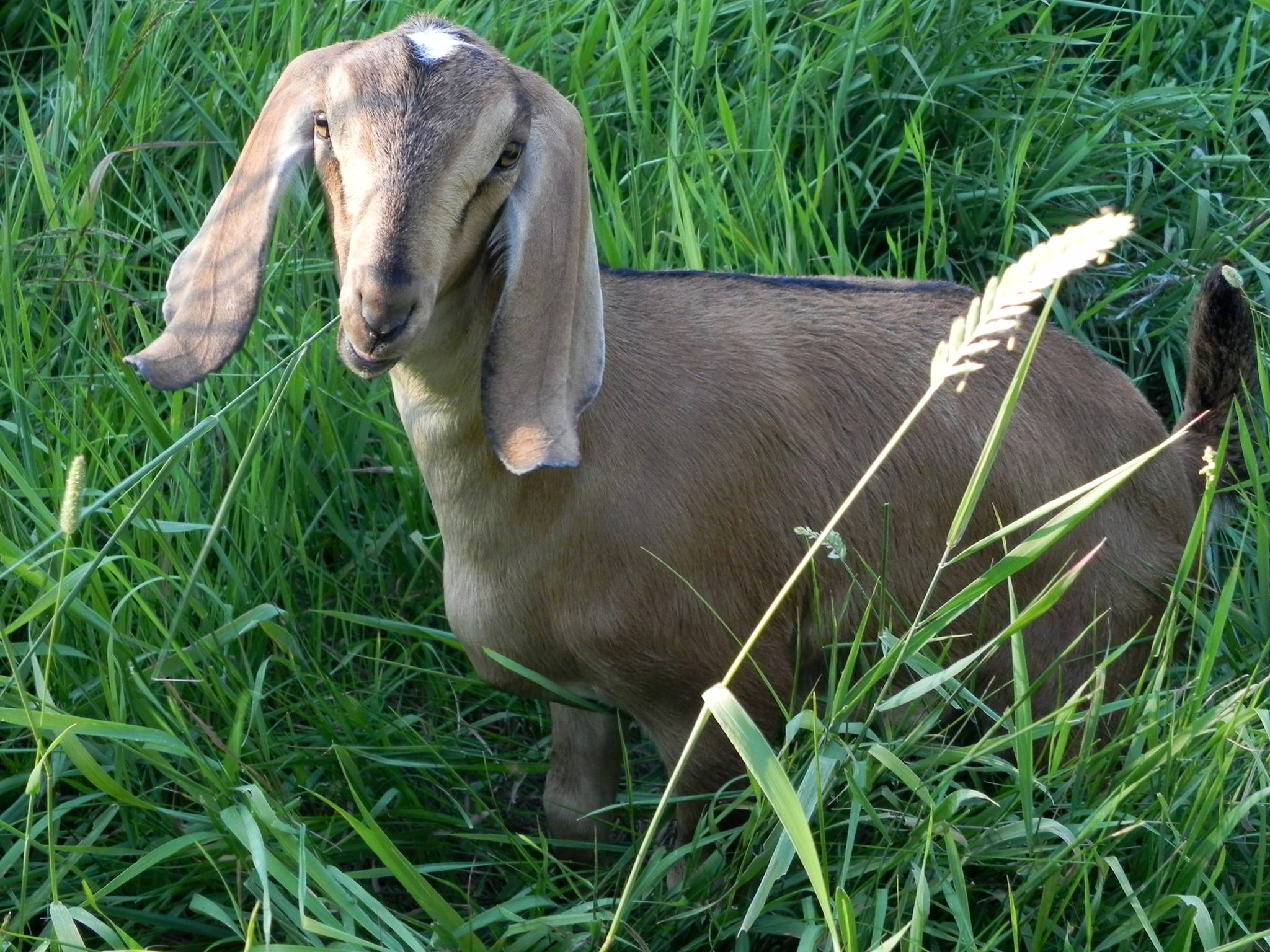 Solace Grove Farm LLC