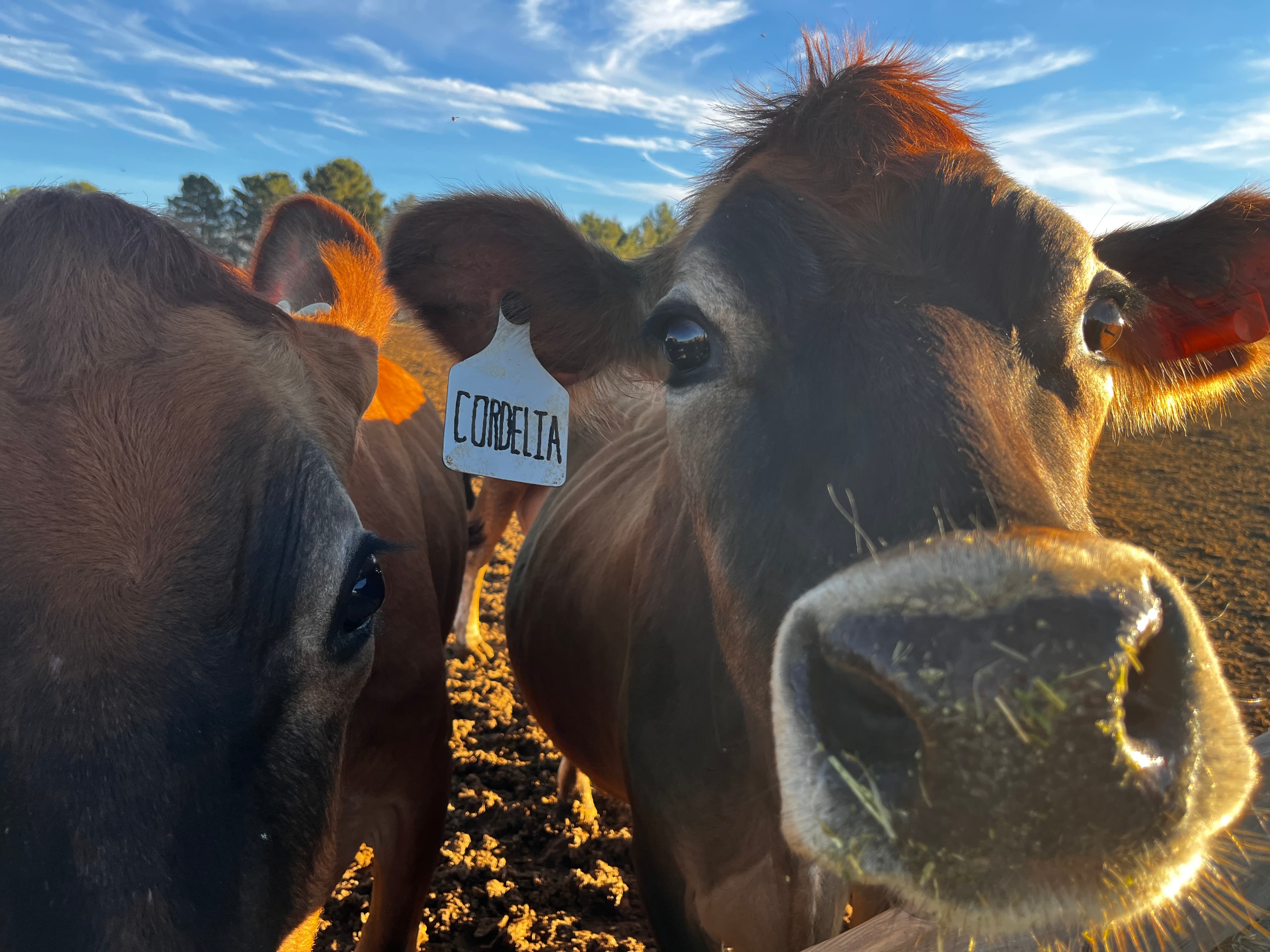Golden Rule Dairy photo 4
