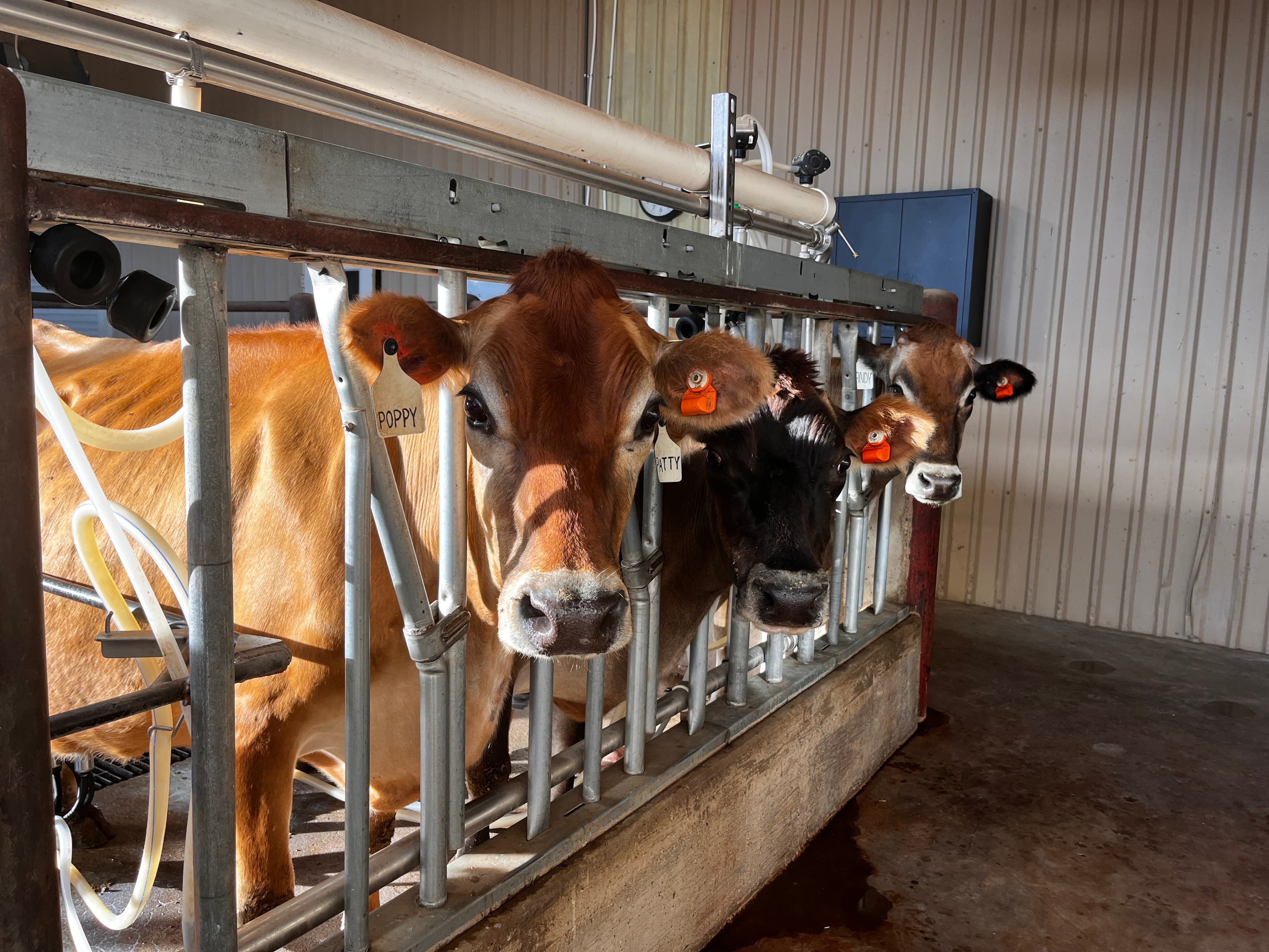 Golden Rule Dairy photo 3