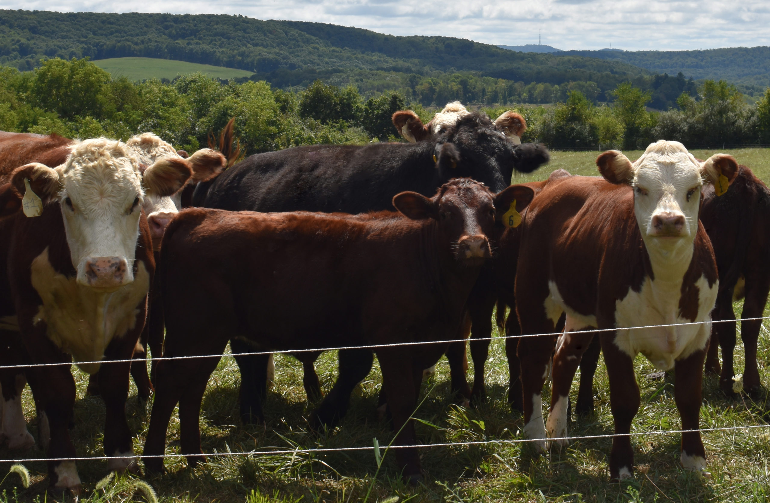 Duffy Family Farm