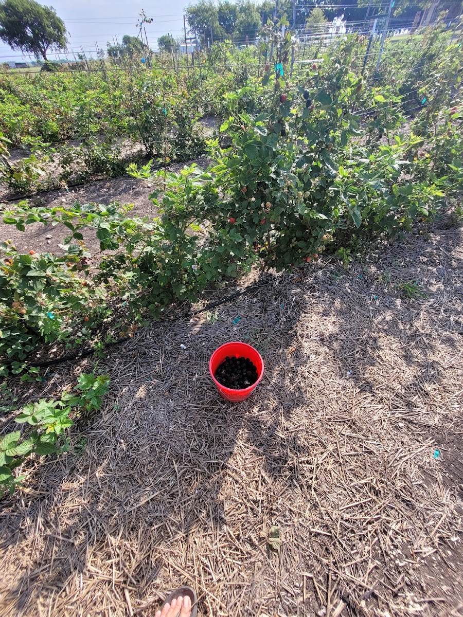 Punkin Center Berry Farm photo 3